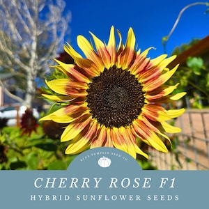 A Cherry Rose F1 Sunflower in our garden.