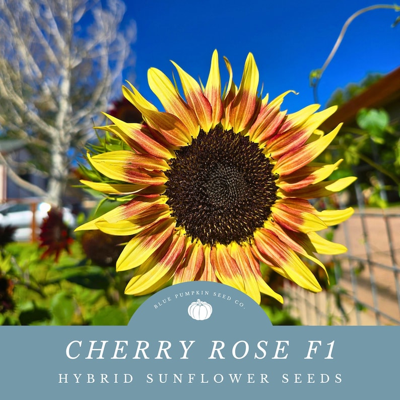 A Cherry Rose F1 Sunflower in our garden.