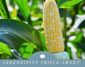 Serendipity Triple-Sweet Corn seeds: Triplesweet corn, Triple-Sweet corn, hybrid corn, sweet corn, corn seeds