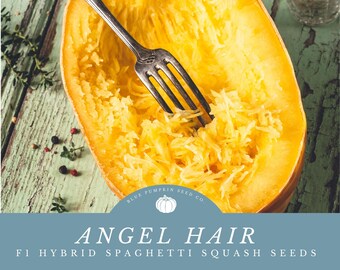 Angel Hair F1 hybrid Spaghetti Squash seeds:  -Angel Hair Thin Flesh - Up to 15 Fruits per Vine - Perfect Single-Serving Squash