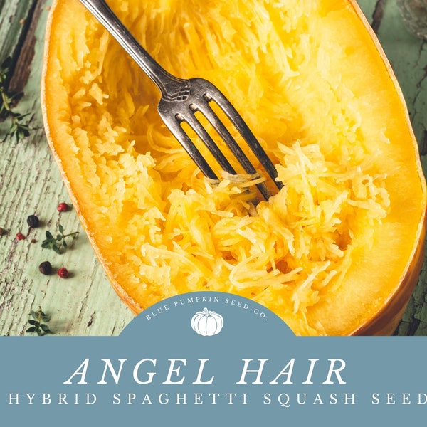 Angel Hair F1 hybrid Spaghetti Squash seeds:  -Angel Hair Thin Flesh - Up to 15 Fruits per Vine - Perfect Single-Serving Squash