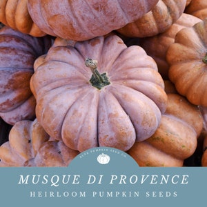 May include: A close-up of a pile of heirloom Musque de Provence pumpkins. The pumpkins are a light brown color with a slightly pink hue. The pumpkins are all different sizes and shapes. The text "Musque de Provence Heirloom Pumpkin Seeds" is displayed on a blue background.