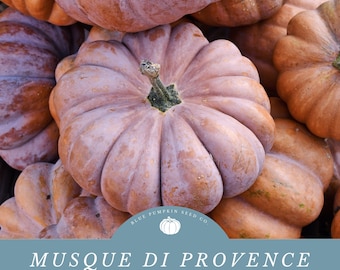 Musquee De Provence (heirloom/c.moschata) seeds: Fairytale pumpkin, French pumpkin seeds, flat pumpkin, pumpkin seeds, Winter squash