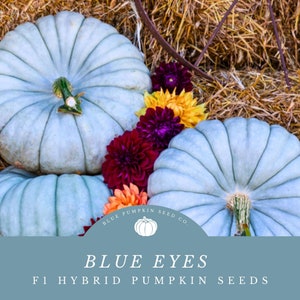 May include: Three blue pumpkins with a light blue background. The pumpkins are stacked on top of each other. The text "BLUE EYES F1 HYBRID PUMPKIN SEEDS" is at the bottom of the image. The text "BLUE PUMPKIN SEED CO." is in a circle above the text "BLUE EYES".