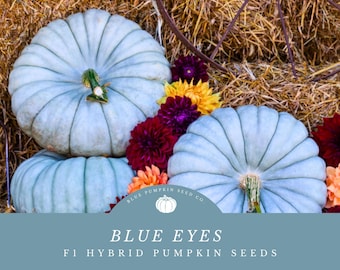 Puede incluir: Tres calabazas azules sobre un fondo azul claro. Las calabazas están apiladas una encima de la otra. El texto "BLUE EYES F1 HYBRID PUMPKIN SEEDS" está en la parte inferior de la imagen. El texto "BLUE PUMPKIN SEED CO." está en un círculo sobre el texto "BLUE EYES".