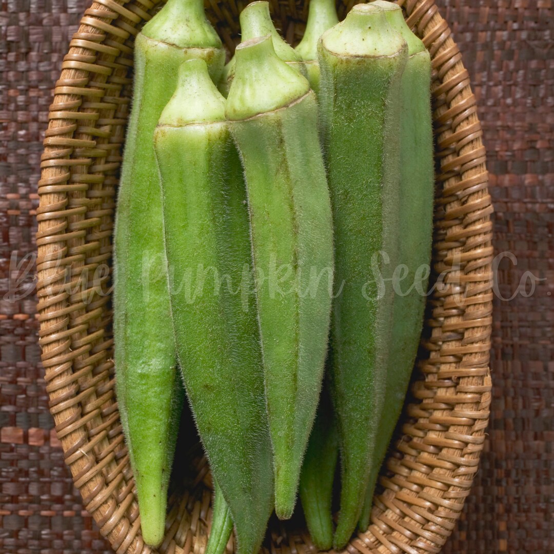 Jambalaya Okra F1 Hybrid Seeds Southern Okra Hybrid Okra Etsy