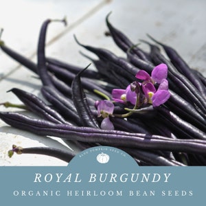 Royal Burgundy bean seeds (Organic) : Purple beans, Burgundy beans, purple string beans, sweet beans, bean seeds, lavender beans