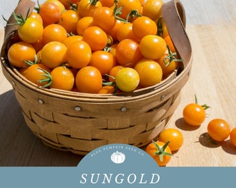 Sun Gold Tomato (F1 / Indeterminate)  seeds: