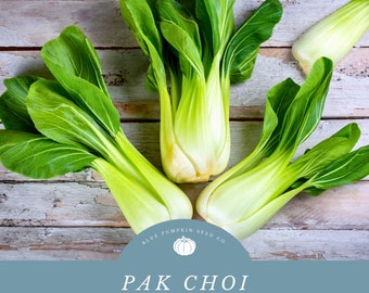 Canton Pak Choi Seeds: Pak choy, bak choi, bak choy, Chinese cabbage, Asian cabbage, Chinensis, petsay, Asian vegetable, vegetable seed