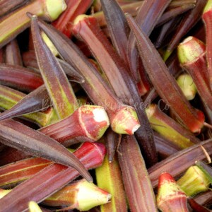 Several freshly harvested pods of Red Burgundy okra.