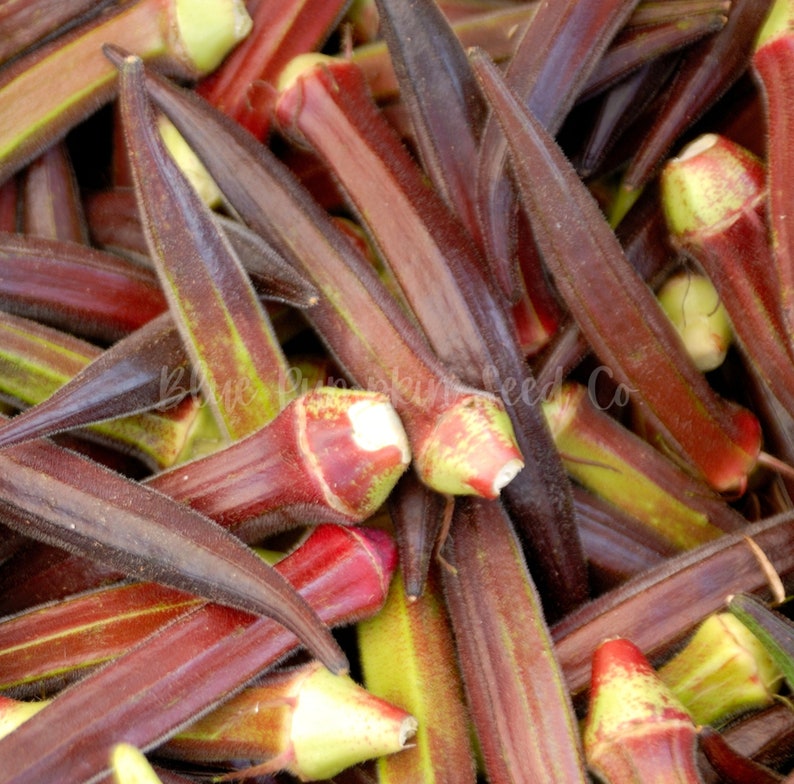 Several freshly harvested pods of Red Burgundy okra.