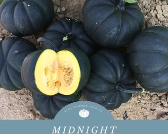 Midnight pumpkin (F1/c.pepo/semi-bush/PM) seeds: Black pumpkin seeds, hybrid pumpkin seeds, powdery mildew resistant