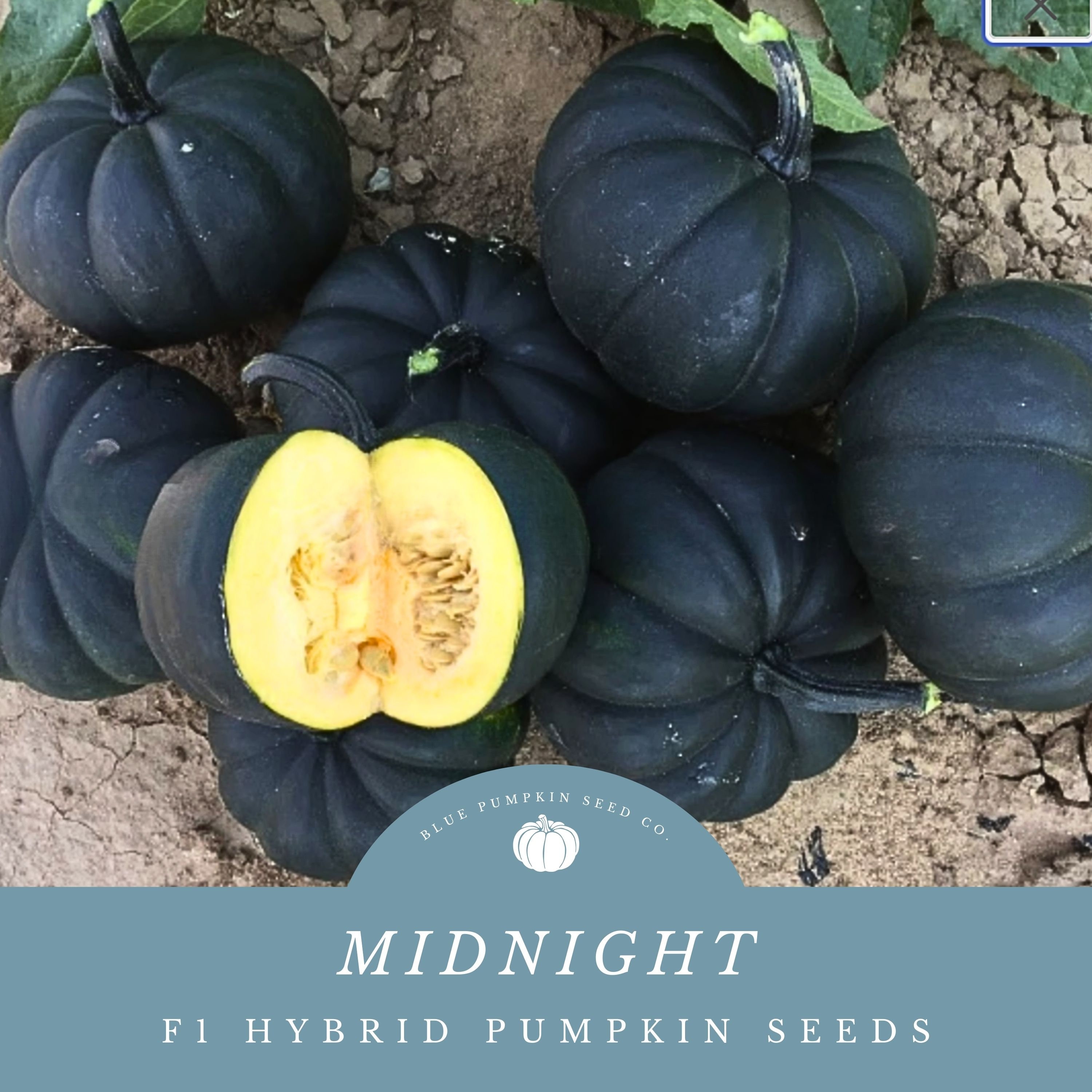Midnight Pumpkin (f1/c.pepo/semi-bush/pm) Seeds: Black Pumpkin
