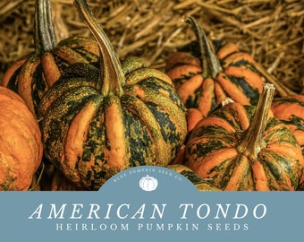 American Tondo Pumpkin heirloom seeds: Grow Your Own Unique Ribbed Pumpkins