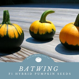 May include: Three small pumpkins with green and yellow stripes. The pumpkins are on a wooden surface. The text "BATWING F1 HYBRID PUMPKIN SEEDS" is below the pumpkins.