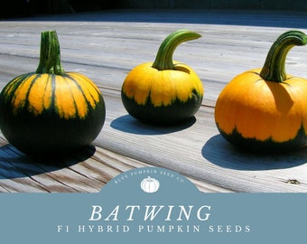 Batwing Pumpkin (F1 ) Seeds - Grow Mini Orange Pumpkins With A Batwing Pattern Along The Bottom -Spooky And Fun
