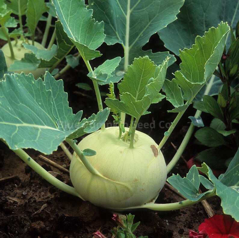 Large Superschmelz kohlrabi growing in a garden.