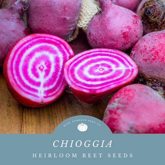 Chioggia Beet Seed Packet