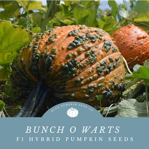 May include: A close-up of a large, bumpy orange and green pumpkin with a green stem. The pumpkin is surrounded by green leaves. The text "Bunch O Warts F1 Hybrid Pumpkin Seeds" is displayed on a blue background.