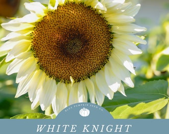 May include: Close-up of a white sunflower with a large, dark brown center. The sunflower is in focus, while the background is blurred. The text "WHITE KNIGHT F1 HYBRID SUNFLOWER SEEDS" is displayed below the sunflower.