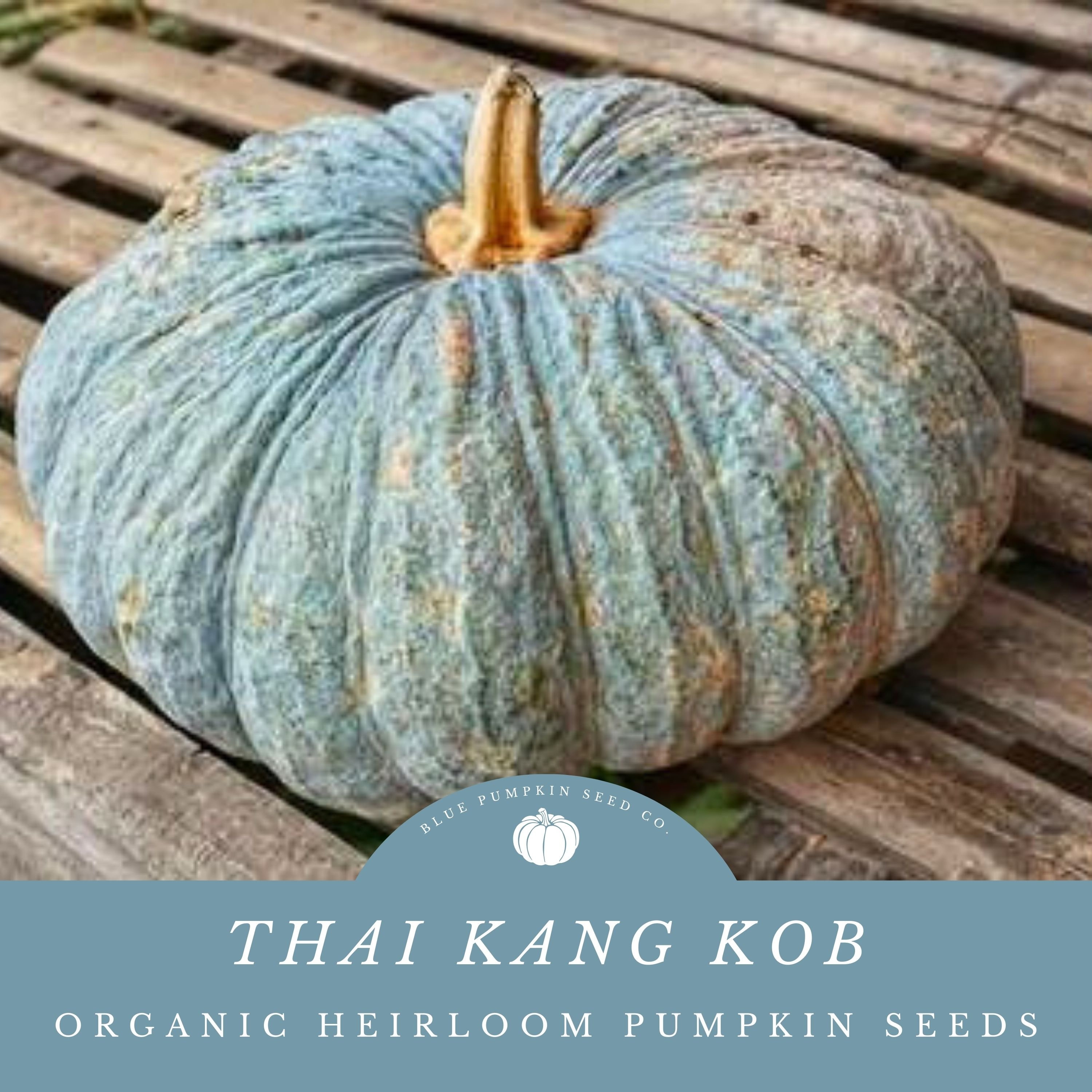 Thai Kang Kob Pumpkin (organic/heirloom/c.moschata): Rare Thai