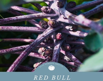 Red Bull Brussels Sprout (heirloom) seeds: Purple brussels sprouts, Red Ball brussels sprouts, Brusselberry sprouts.