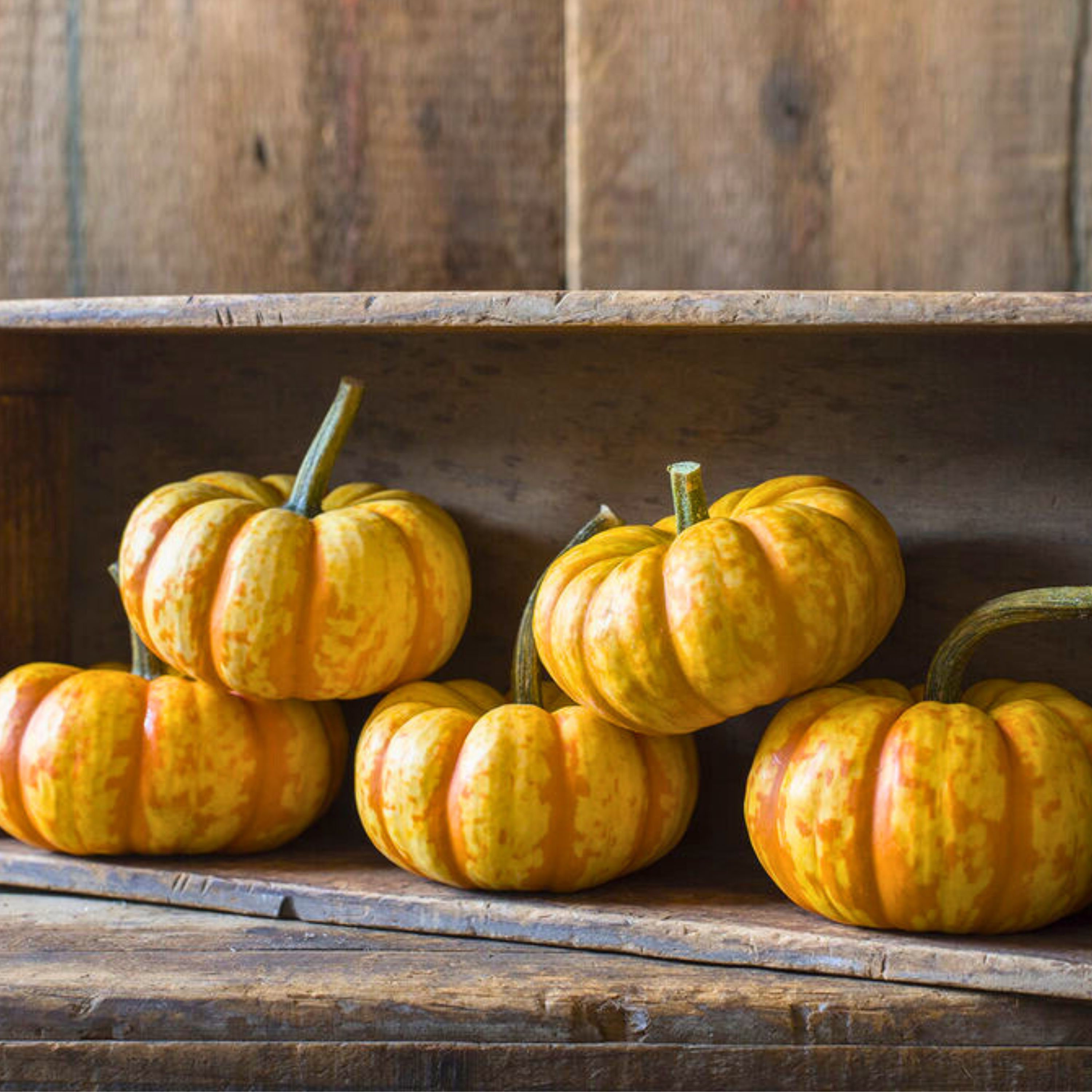 驚きの安さ Spark F1 Pumpkin Seeds: Grow High Yielding Bright Yellow and 招待状