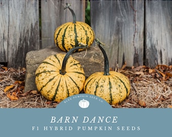 May include: Three striped yellow and green pumpkins with long stems, sitting on a stone against a wooden fence. The text "Barn Dance F1 Hybrid Pumpkin Seeds" is displayed below the pumpkins.