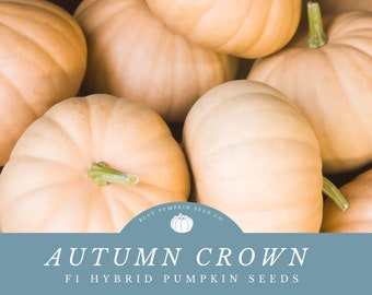 Autumn Crown (F1) pumpkin seeds: Elevate Your Autumn Porch Display with Autumn Crown Pumpkin Seeds - Sweet and Stylish