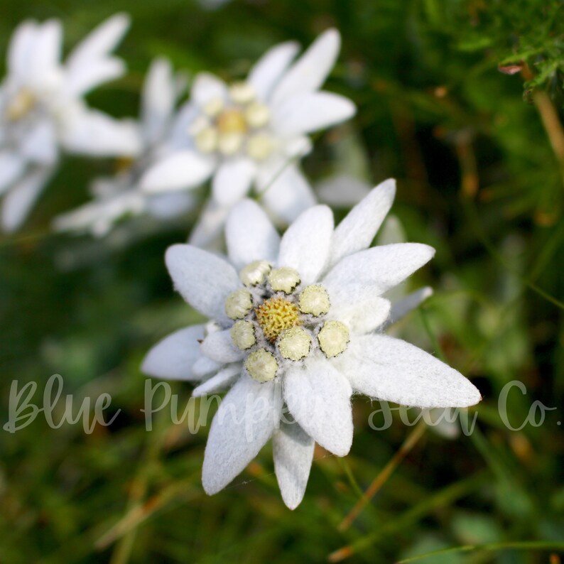 A few Edelweiss flowers growing in a shaded area.