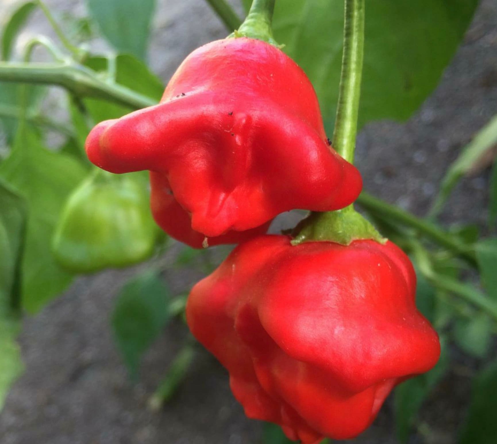 Mad Hatter Chili Pepper F1/OP Mild Pepper Sweet Pepper Etsy
