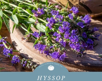 Hyssop (herbaceous shrub / perennial) seeds: Herbe de Joseph, Herbe Sacree, Herbe Sainte, Jufa, Rabo de gato, Hissopo, Hyssopus