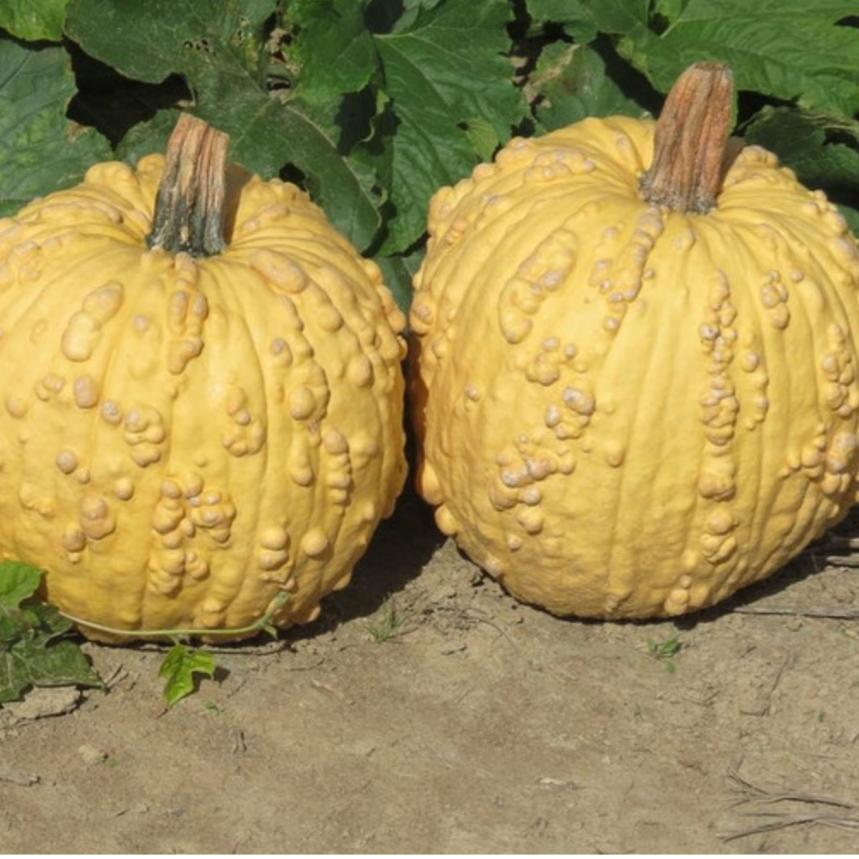 Jack O'Lantern » Buy organic seeds online / Pumpkins
