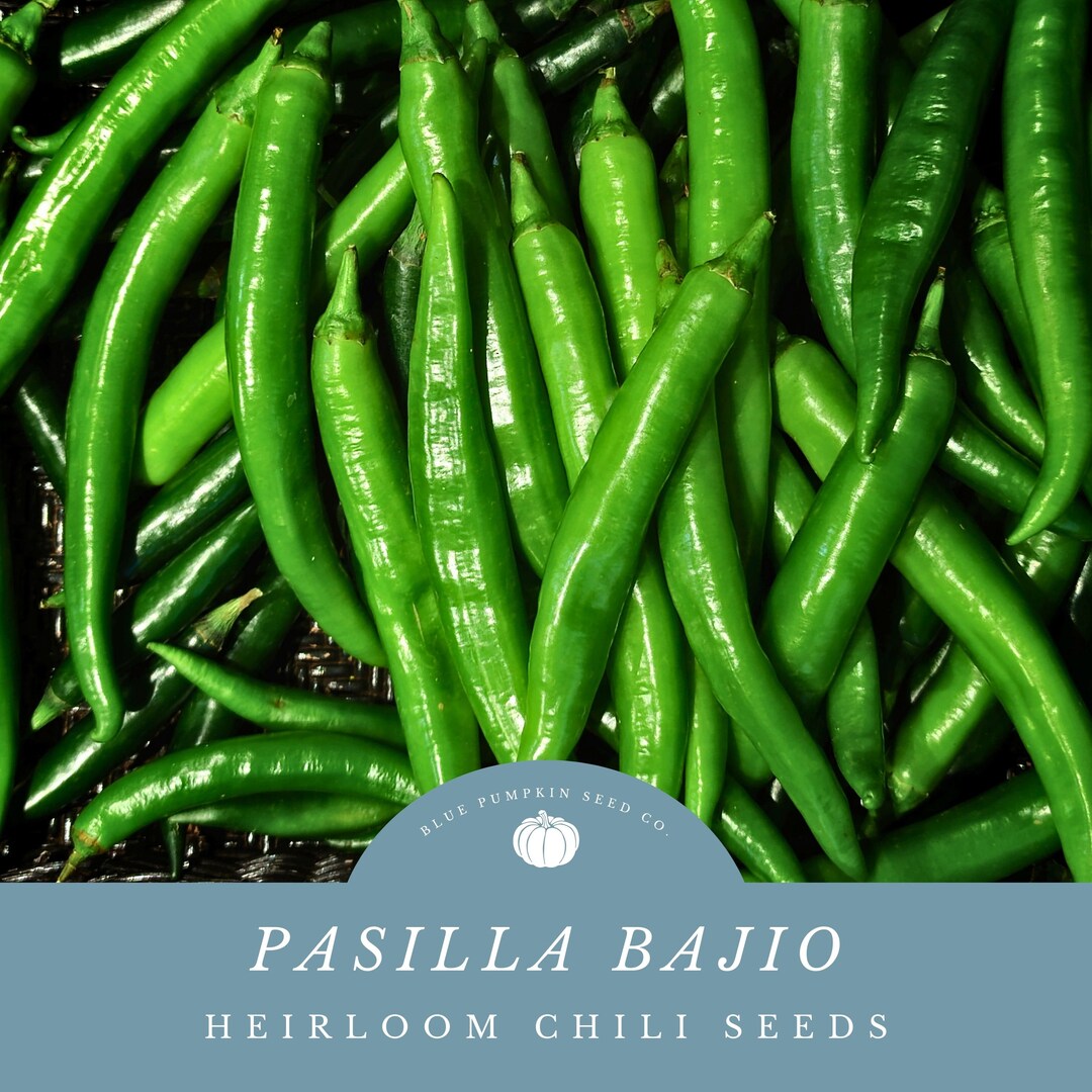 Pasilla Bajio Chili Seeds: Mole Pepper, Thin Poblano Chili, Chilaca ...