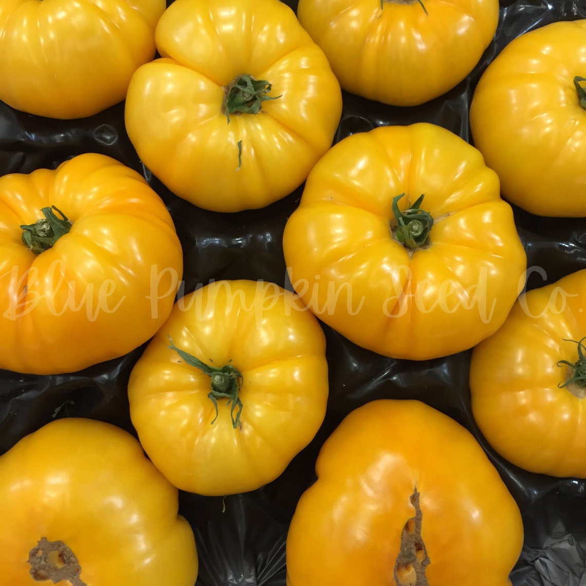 Yellow Brandywine Organic Tomato Seeds/indeterminate Tomato Etsy