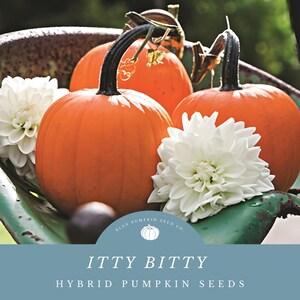 Itty Bitty F1 pumpkin seeds: Grow Uniform Round Pumpkins - Great for Displays and Carving!