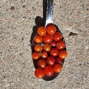 Peut inclure: Une cuillère en argent remplie de petites tomates cerises rondes, rouges et oranges. Les tomates brillent au soleil. La cuillère repose sur une surface grise texturée. Le texte "The Pumpkin Seed Co." est visible sur la cuillère.