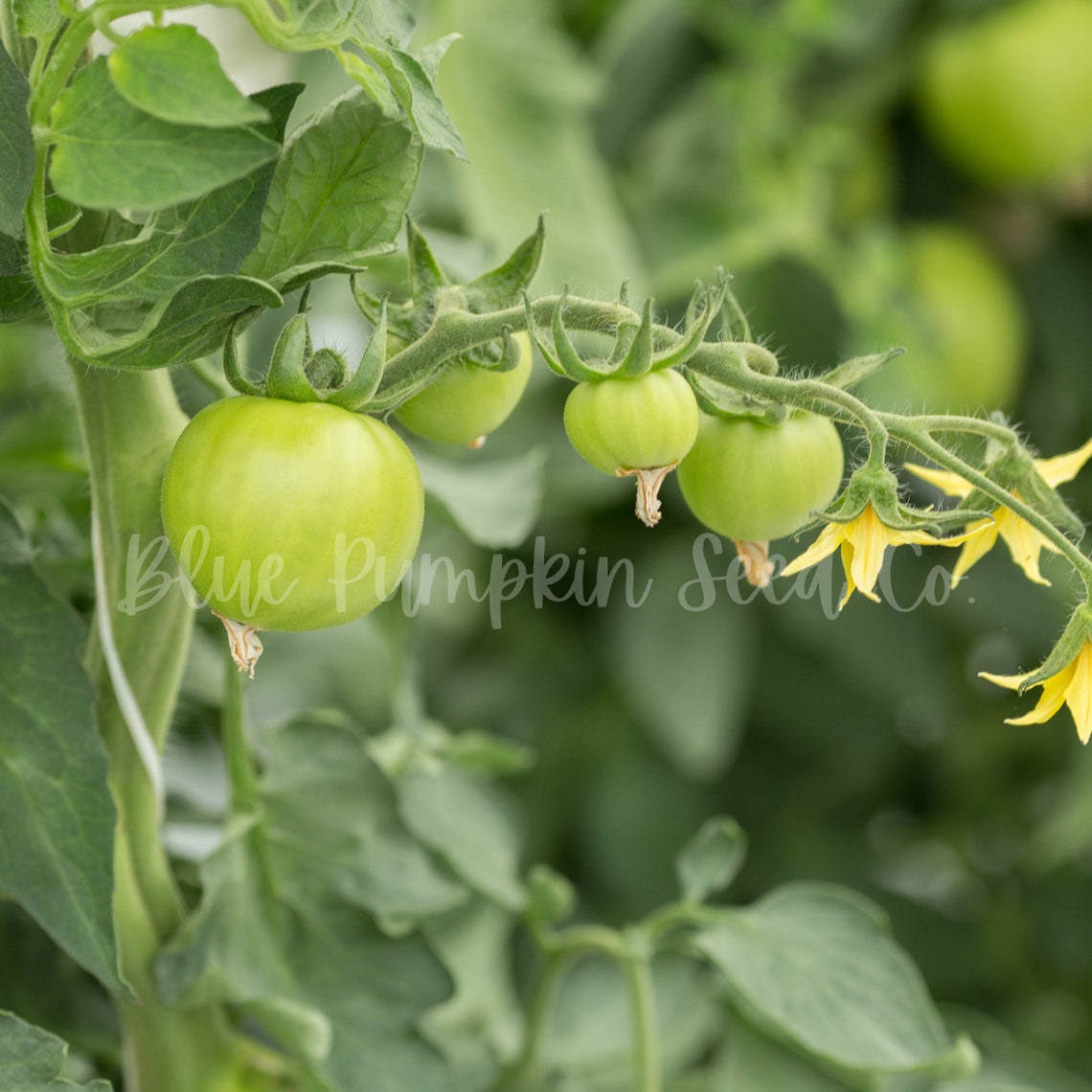 Early Girl Tomato F1 Hybrid Indeterminate French Better Etsy