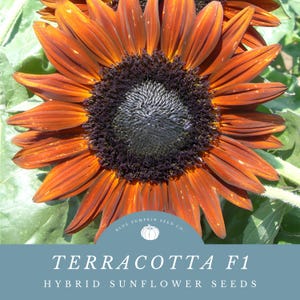 May include: A close-up of a terracotta sunflower with dark brown petals and a dark center. The sunflower is in focus and the background is blurred. The text "Terracotta F1 Hybrid Sunflower Seeds" is below the sunflower.