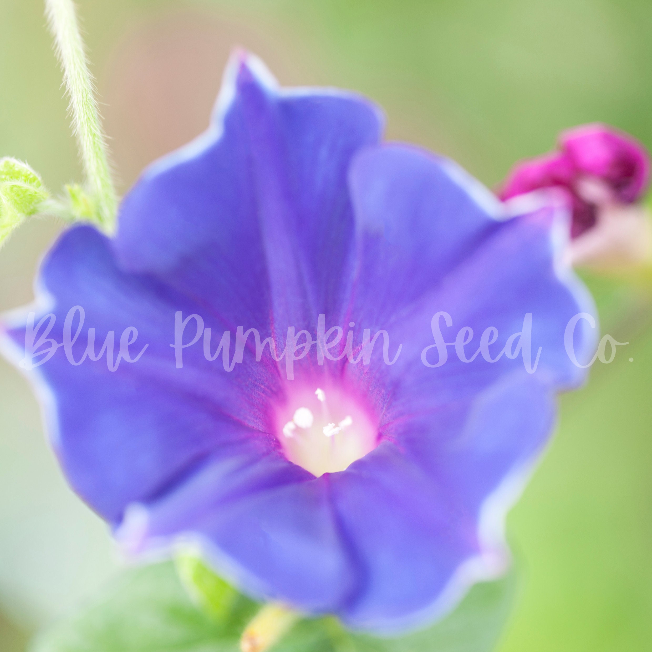 thumbnail image 2 of Kikyo White Japanese Morning Glory Seeds – 6 Qty, Open Pollinated, Home Garden Heirloom, Climbing Vine 2 of 5