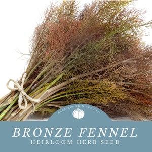 Bronzed Fennel seeds: fennel, anise, Mediterranean cooking, licorice flavor, pollinator, flower, seeds