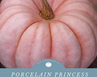 Porcelain Princess Pumpkin seeds (F1/c.maxima): Miniature Porcelain Doll pumpkin, small pink pumpkin, porcelain pumpkin, doll pumpkin