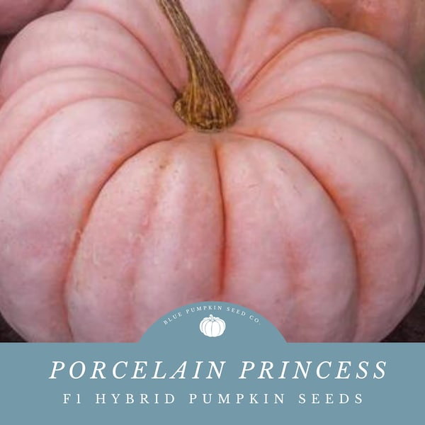 Porcelain Princess Pumpkin seeds (F1/c.maxima): Miniature Porcelain Doll pumpkin, small pink pumpkin, porcelain pumpkin, doll pumpkin