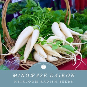 Minowase daikon radish (heirloom): Daikon radish, winter radish, oriental radish, icicle radish, Japanese radish,