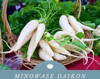 Minowase daikon radish (heirloom): Daikon radish, winter radish, oriental radish, icicle radish, Japanese radish,