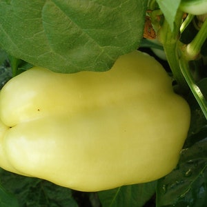 A mature white bell pepper.