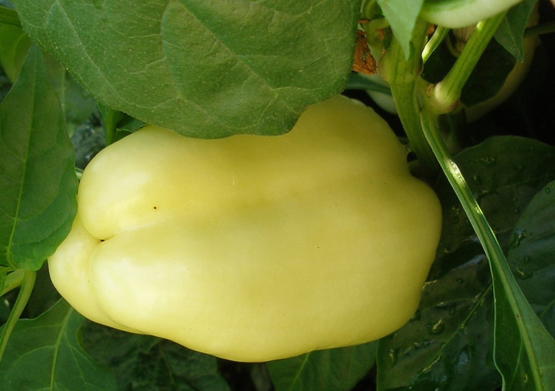 A mature white bell pepper.