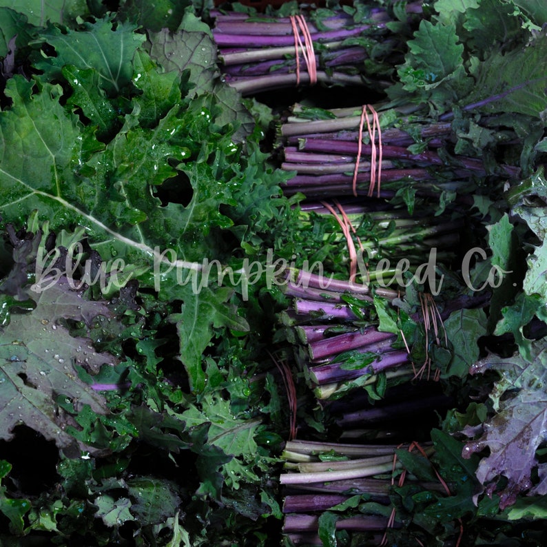 Bunches of fresh Russian Red kale ready for the market.