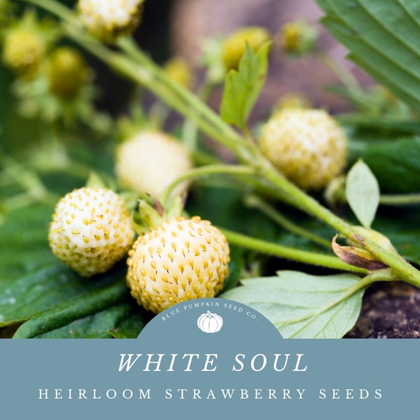 White Soul strawberry (heirloom/OP) seeds: Pineapple Crush strawberry, Pineapple Krush strawberry, White Delight strawberry