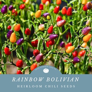May include: A close-up of a plant with colorful chili peppers. The peppers are red, orange, yellow, and purple. The plant is growing in a garden. The text "RAINBOW BOLIVIAN HEIRLOOM CHILI SEEDS" is on a blue background.